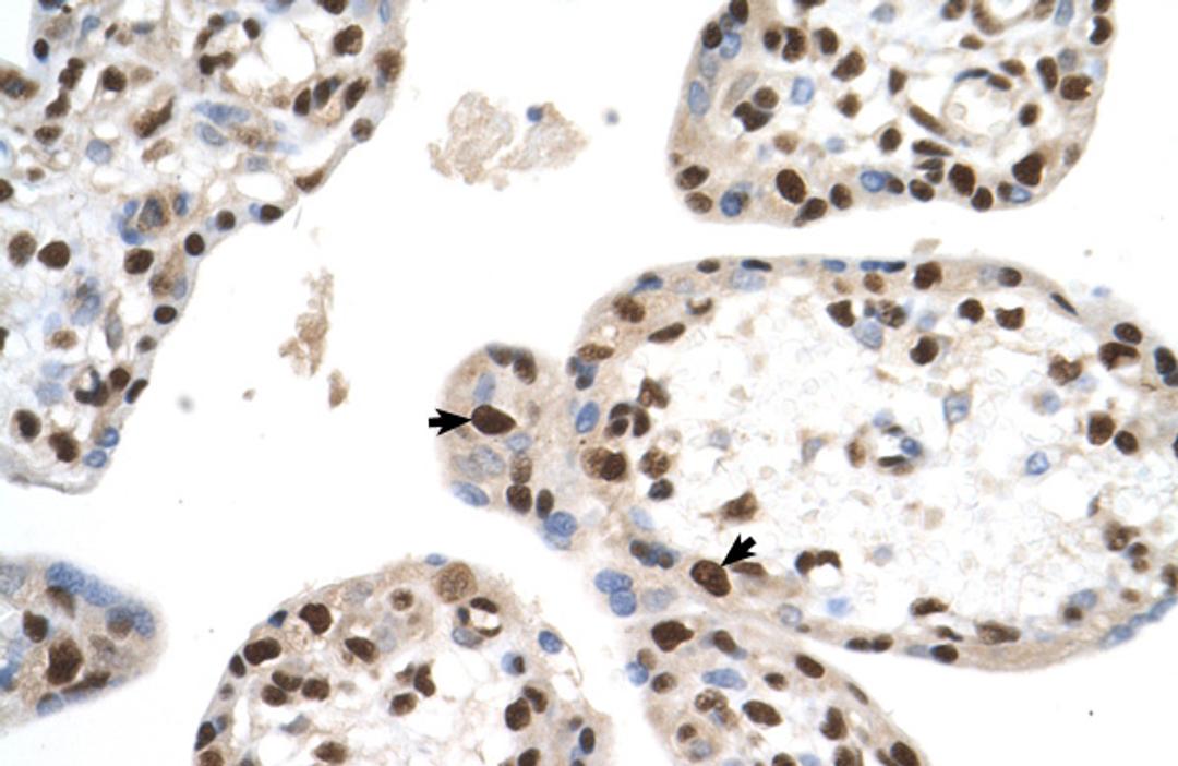 Antibody used in IHC on Human Placenta at 4.0-8.0.