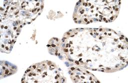 Antibody used in IHC on Human Placenta at 4.0-8.0.