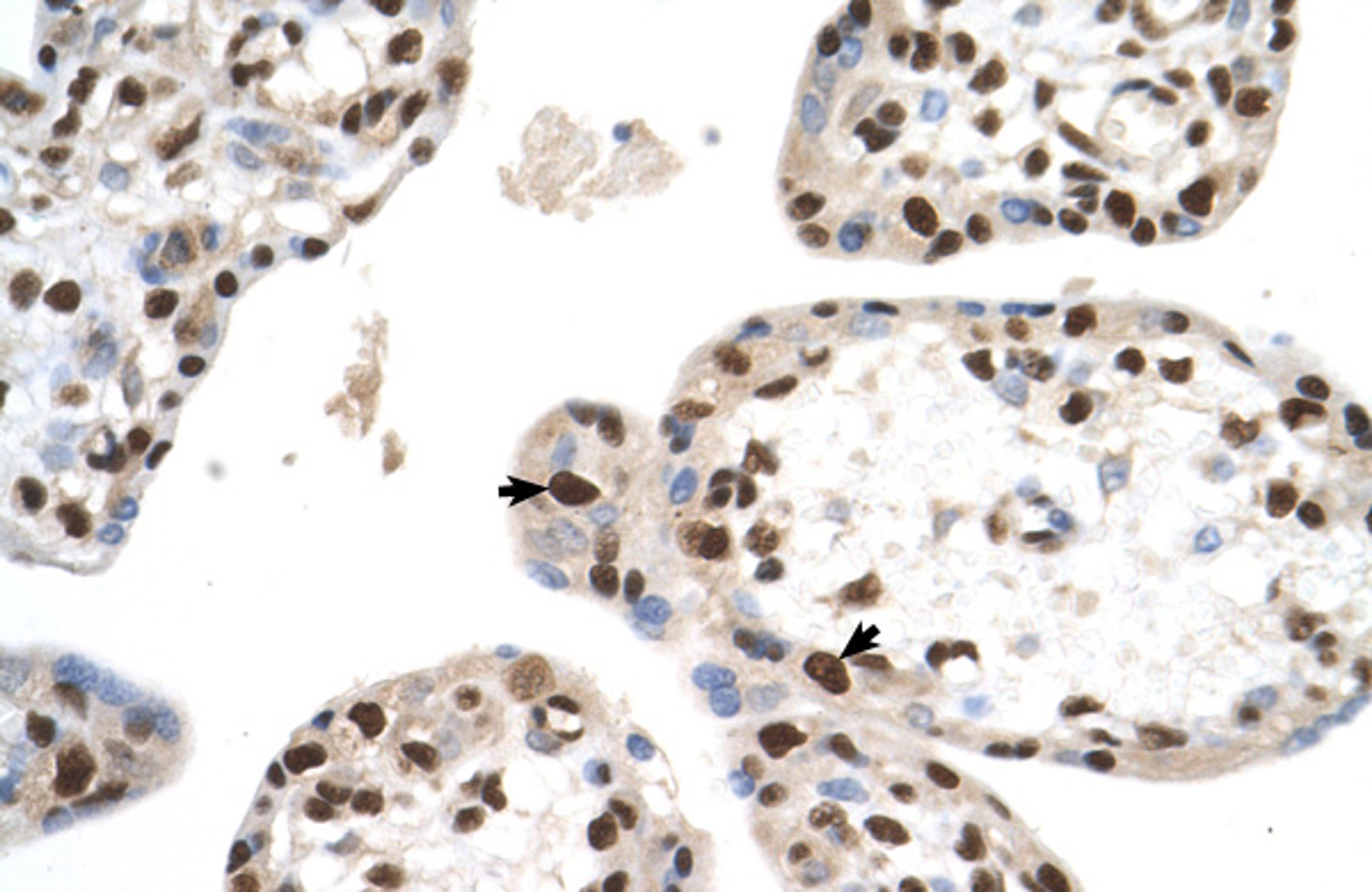 Antibody used in IHC on Human Placenta at 4.0-8.0.