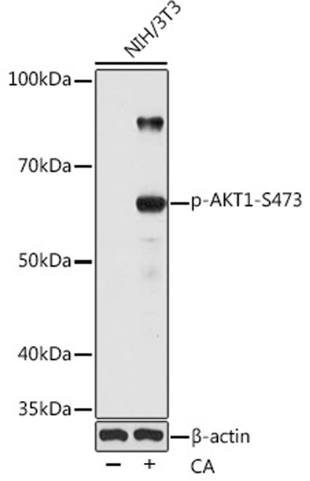 Western blot - Phospho-AKT1-S473 pAb (AP0098)