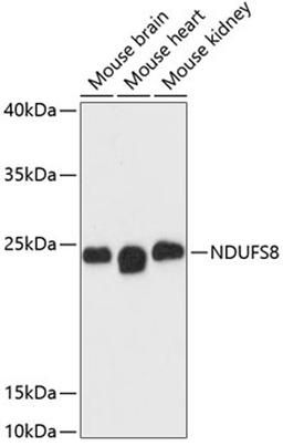 Western blot - NDUFS8 antibody (A13034)