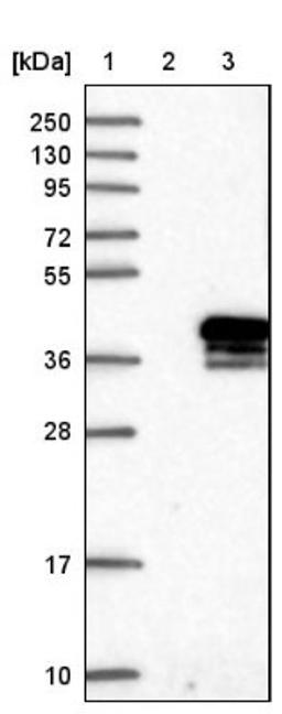 Western Blot: MPZL1 Antibody [NBP1-83625] - Lane 1: Marker [kDa] 250, 130, 95, 72, 55, 36, 28, 17, 10<br/>Lane 2: Negative control (vector only transfected HEK293T lysate)<br/>Lane 3: Over-expression lysate (Co-expressed with a C-terminal myc-DDK tag (~3.1 kDa) in mammalian HEK293T cells, LY418327)