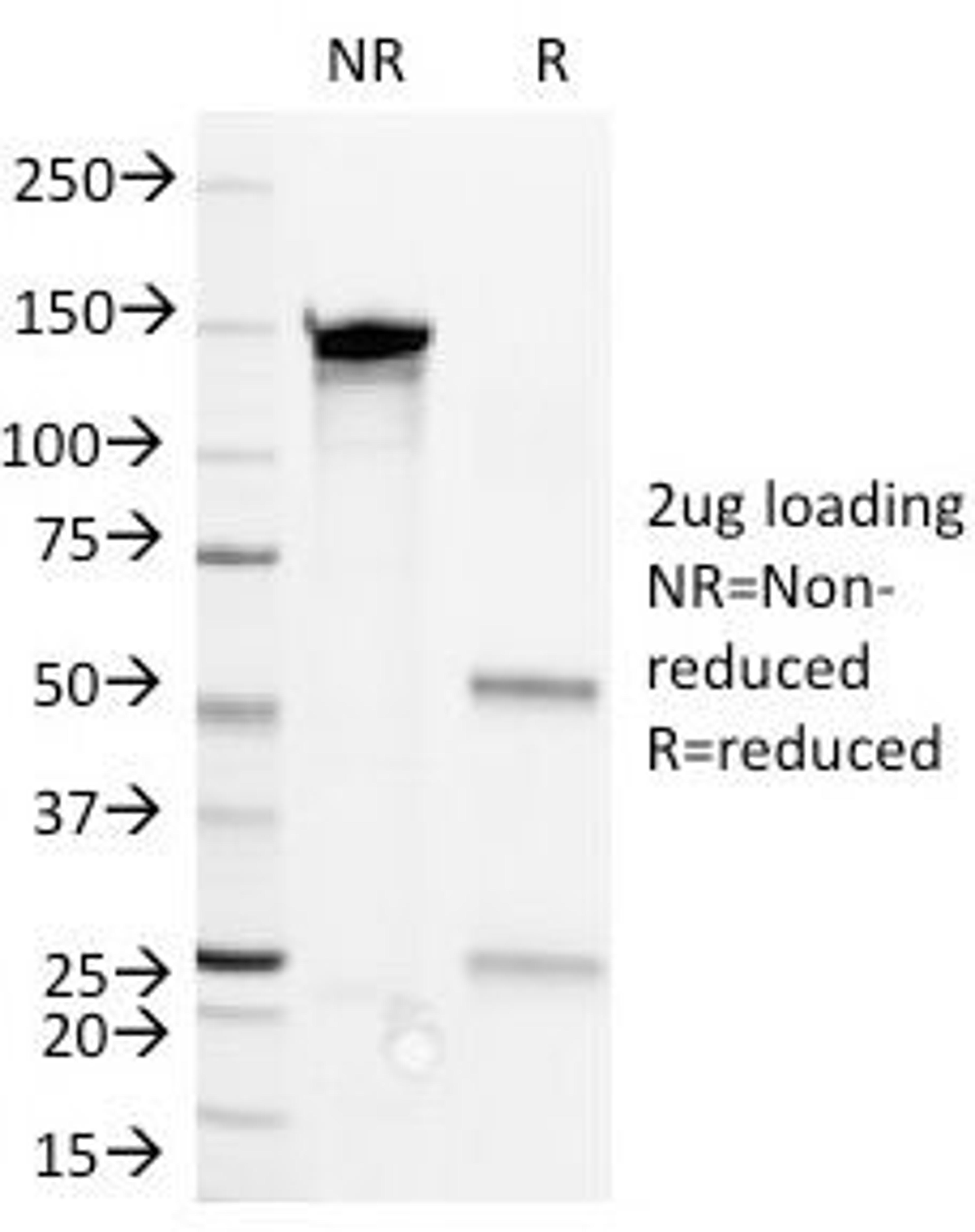 SDS-PAGE Analysis of Purified, BSA-Free CD36 Antibody (clone 1E8). Confirmation of Integrity and Purity of the Antibody.