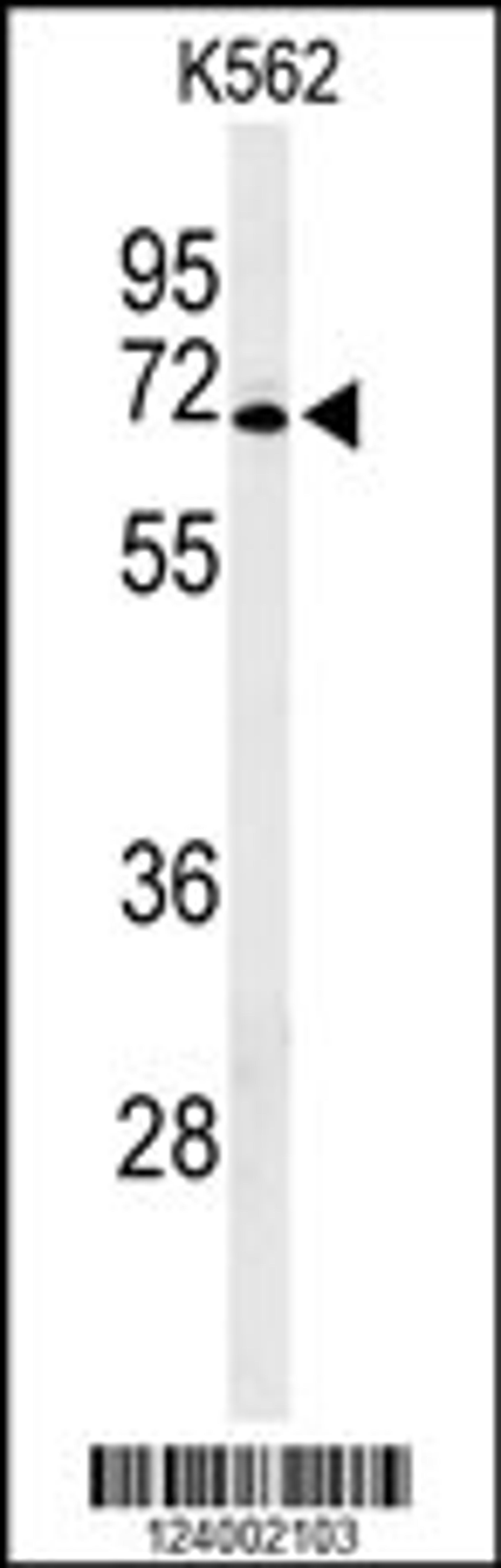 Western blot analysis of GPR50 Antibody in K562 cell line lysates (35ug/lane)