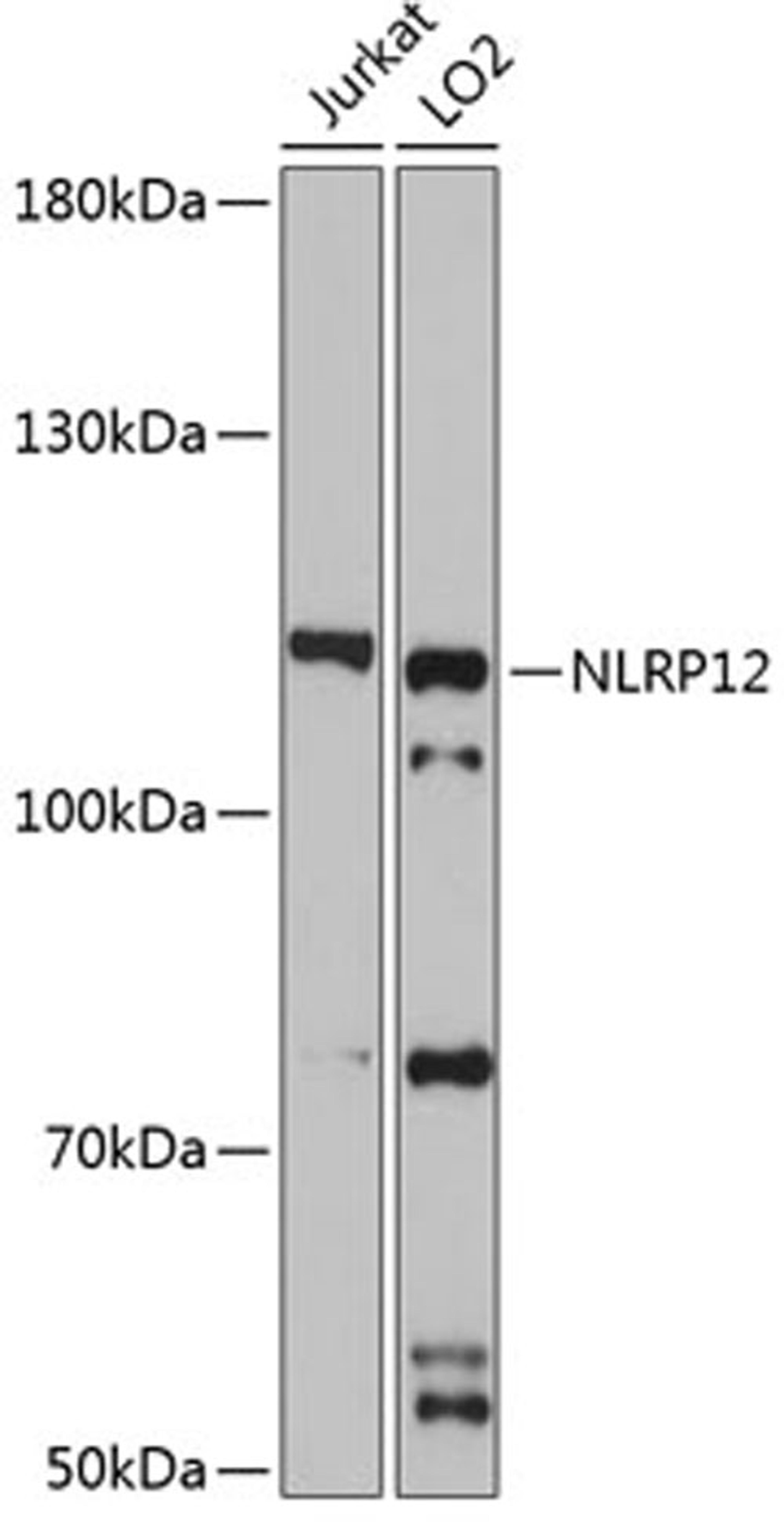 Western blot - NLRP12 antibody (A6671)