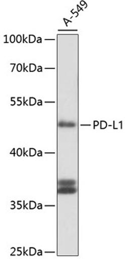 Western blot - PD-L1 antibody (A11273)