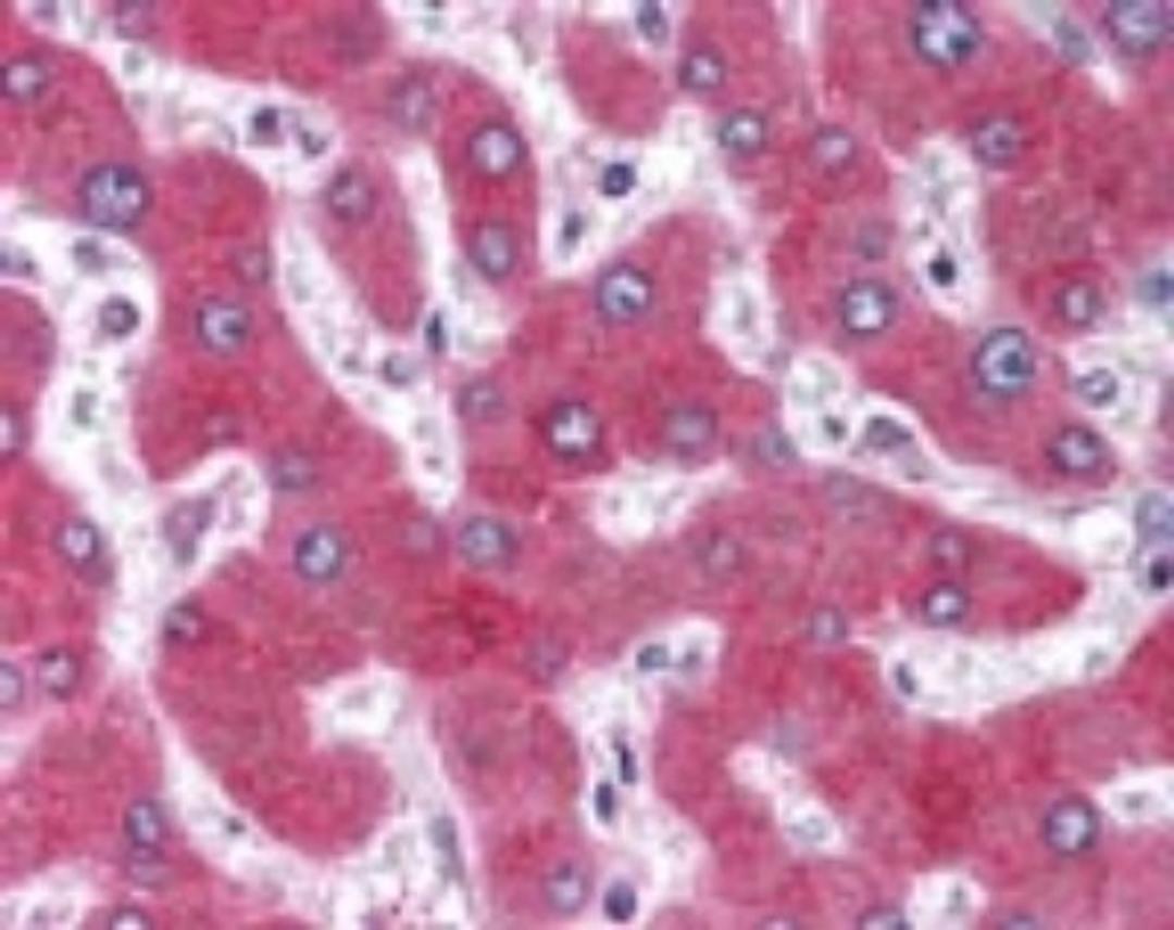 Immunohistochemistry-Paraffin: GPR77 Antibody [NB100-56497] - IHC analysis of human liver using NB100-56497 at 10 ug/ml.