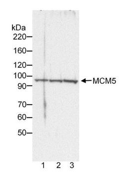 Western Blot: MCM5 Antibody [NB100-79778] - Whole cell  lysate (3.8, 7.5 or 15 ug for lanes 1, 2 and 3, respectively) from HeLa cells.  Antibody used at 0.2 ug/ml.