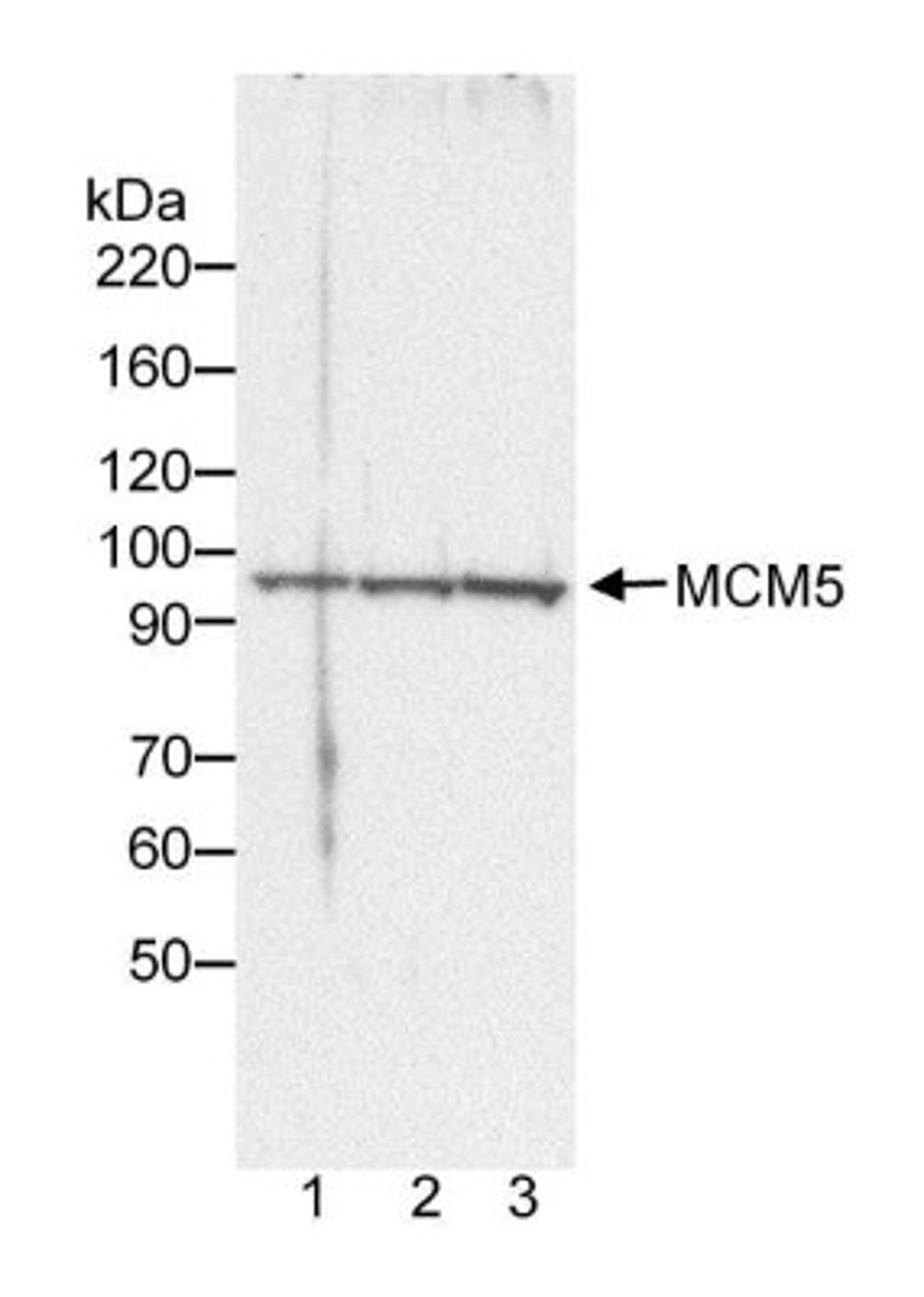 Western Blot: MCM5 Antibody [NB100-79778] - Whole cell  lysate (3.8, 7.5 or 15 ug for lanes 1, 2 and 3, respectively) from HeLa cells.  Antibody used at 0.2 ug/ml.