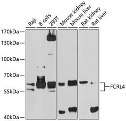 Western blot - FCRL4 antibody (A10329)