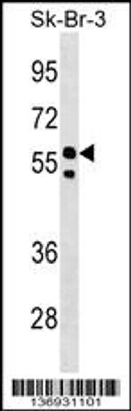 Western blot analysis in SK-BR-3 cell line lysates (35ug/lane).