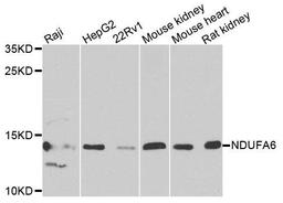 Western blot analysis of extracts of various cells using NDUFA6 antibody