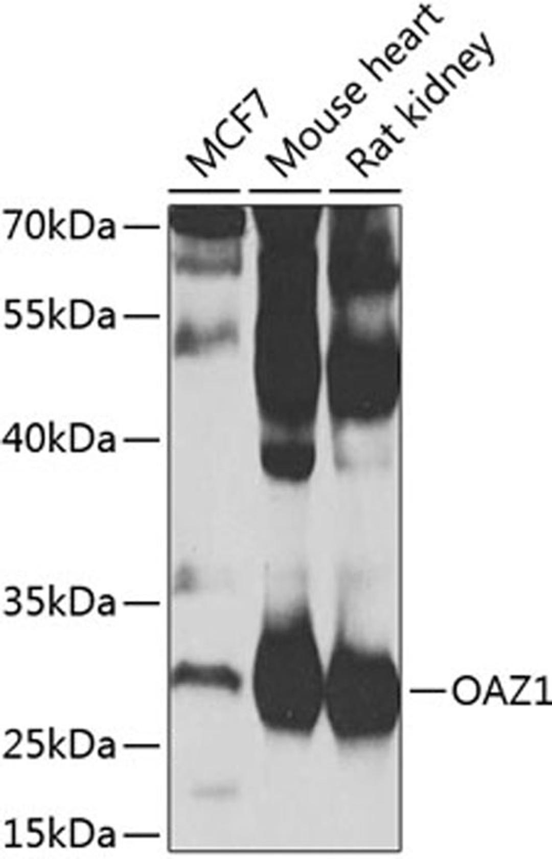 Western blot - OAZ1 antibody (A7444)