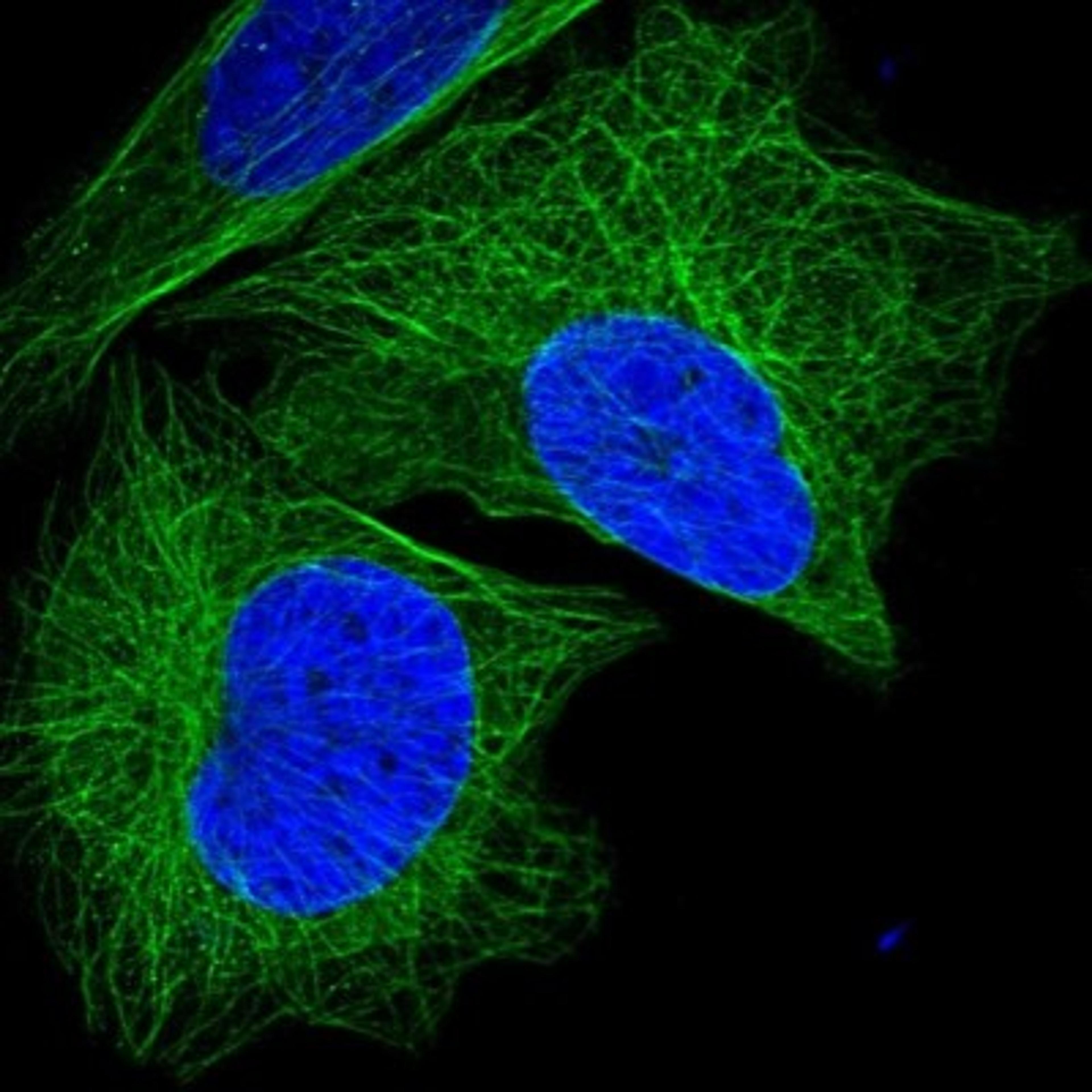 Immunocytochemistry/Immunofluorescence: ANO3 Antibody [NBP1-88546] - Staining of human cell line U-2 OS shows positivity in cytoskeleton (microtubules).