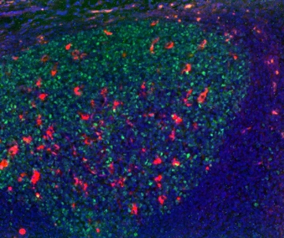 Staining of FFPE human tonsil