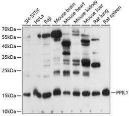 Western blot - PPIL1 antibody (A14892)