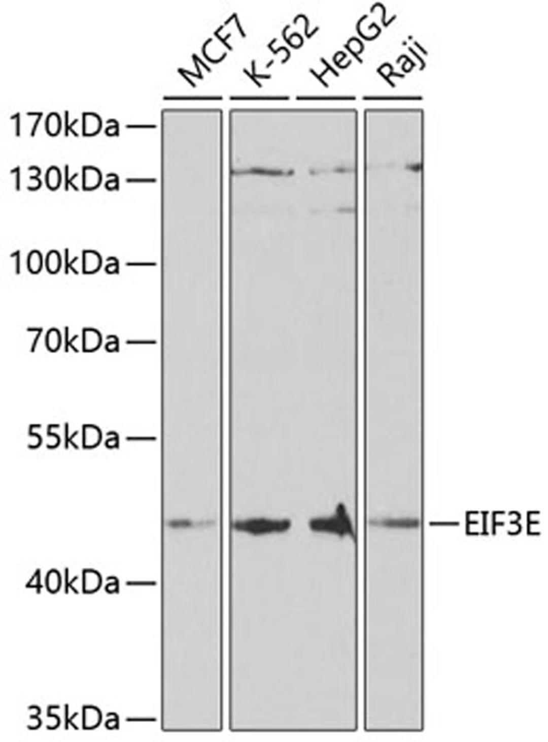 Western blot - EIF3E antibody (A5447)