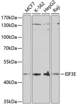 Western blot - EIF3E antibody (A5447)