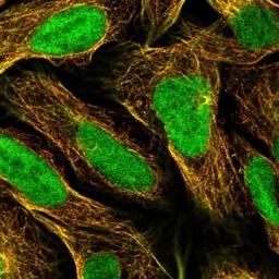 Immunocytochemistry/Immunofluorescence: Craniofacial Development Protein 1 Antibody [NBP1-88680] - Staining of human cell line U-2 OS shows positivity in nucleus & cytoskeleton (microtubules).