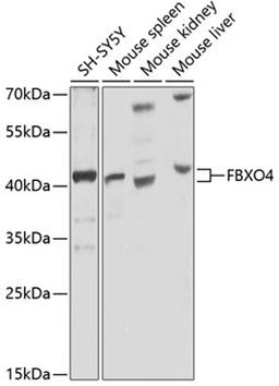 Western blot - FBXO4 antibody (A9968)