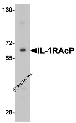 Western blot analysis of IL-1RAcP expression in K562 cell lysate with IL-1RAcP antibody at 1 μg/ml.
