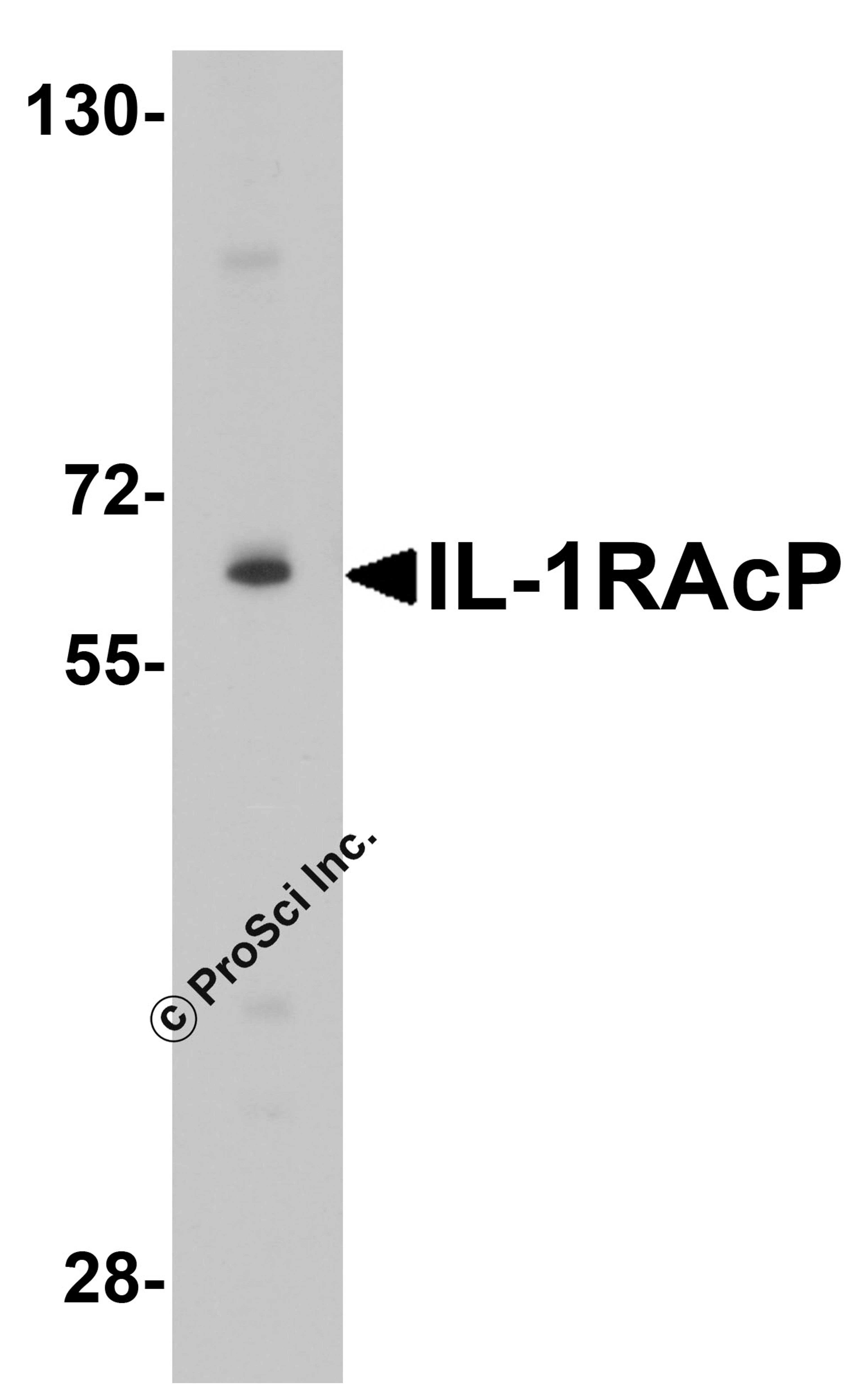 Western blot analysis of IL-1RAcP expression in K562 cell lysate with IL-1RAcP antibody at 1 μg/ml.