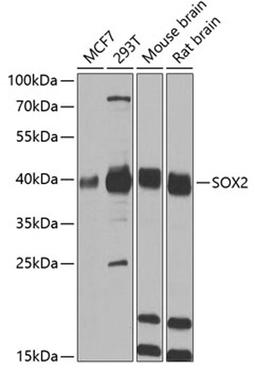 Western blot - SOX2 antibody (A0561)