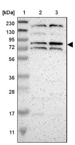 Western Blot: ZNF90 Antibody [NBP1-93683] - Lane 1: Marker [kDa] 230, 130, 95, 72, 56, 36, 28, 17, 11<br/>Lane 2: Human cell line RT-4<br/>Lane 3: Human cell line U-251MG sp