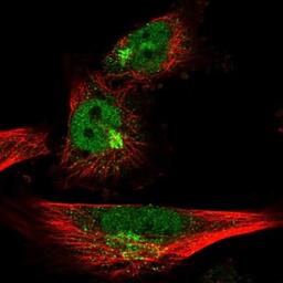 Immunocytochemistry/Immunofluorescence: IRX1 Antibody [NBP1-83090] - Staining of human cell line U-251 MG shows positivity in nucleus but not nucleoli & golgi apparatus.