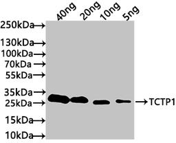 Western Blot. Positive WB detected in: recombinant protein. All lanes: TCTP1 Antibody at 1:1000. Secondary. Goat polyclonal to rabbit IgG at 1/50000 dilution. Predicted band size: 26 kDa. Observed band size: 30 kDa. 
