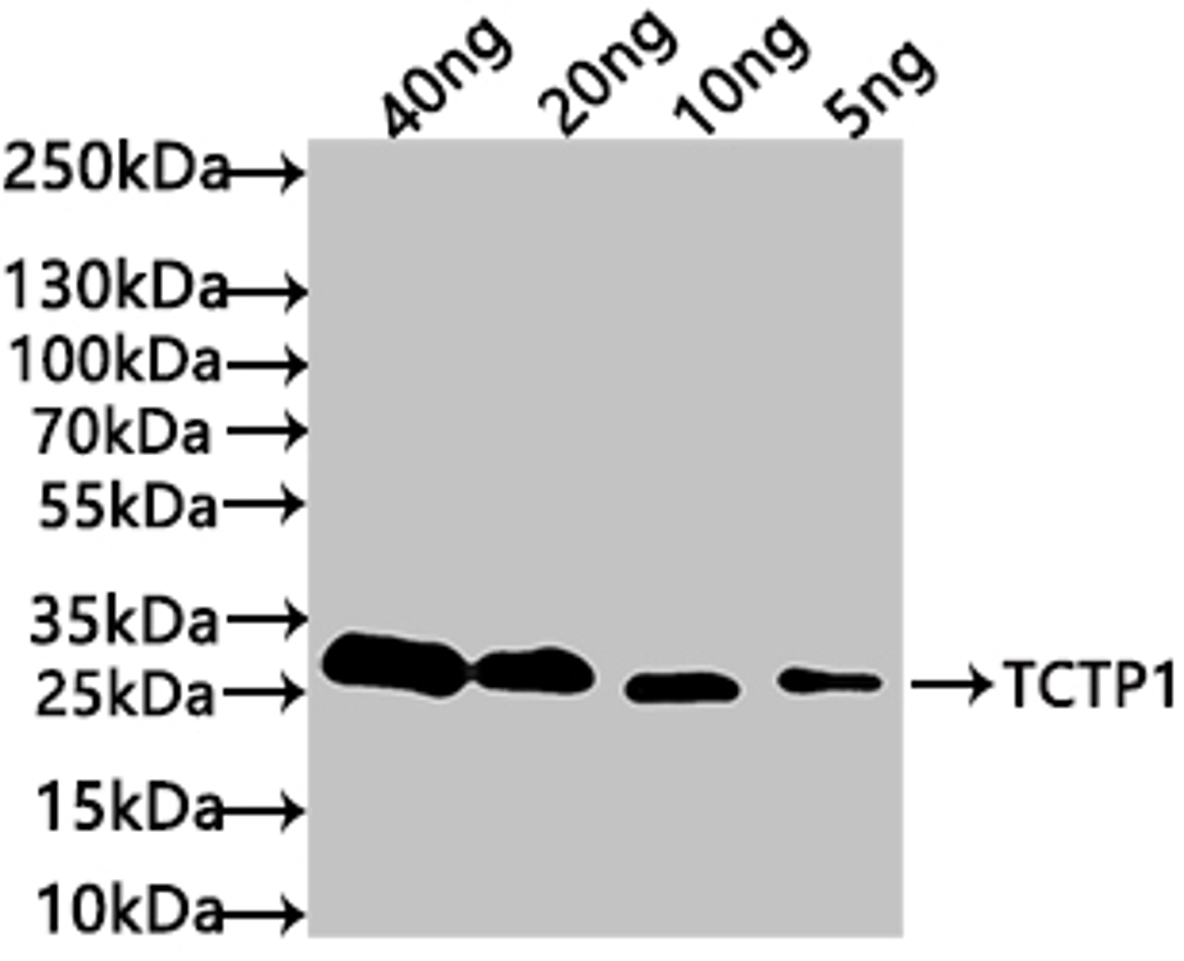 Western Blot. Positive WB detected in: recombinant protein. All lanes: TCTP1 Antibody at 1:1000. Secondary. Goat polyclonal to rabbit IgG at 1/50000 dilution. Predicted band size: 26 kDa. Observed band size: 30 kDa. 