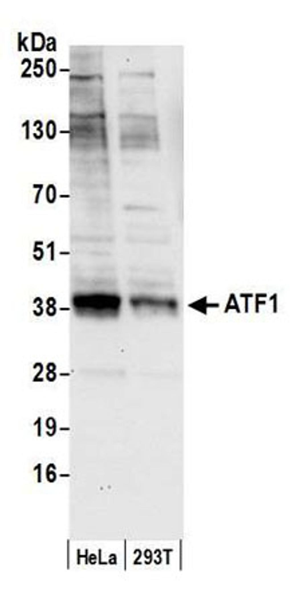 Detection of human ATF1 by western blot.