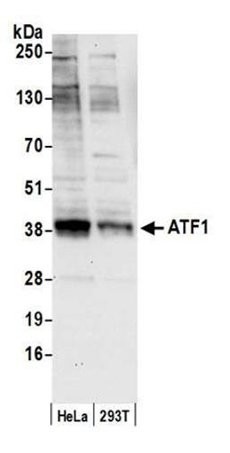 Detection of human ATF1 by western blot.