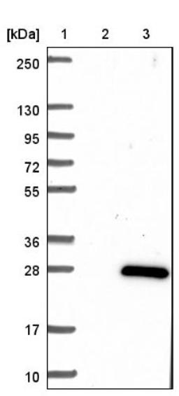 Western Blot: ARMER Antibody [NBP1-91681] - Lane 1: Marker [kDa] 250, 130, 95, 72, 55, 36, 28, 17, 10<br/>Lane 2: Negative control (vector only transfected HEK293T lysate)<br/>Lane 3: Over-expression lysate (Co-expressed with a C-terminal myc-DDK tag (~3.1 kDa) in mammalian HEK293T cells, LY414753)