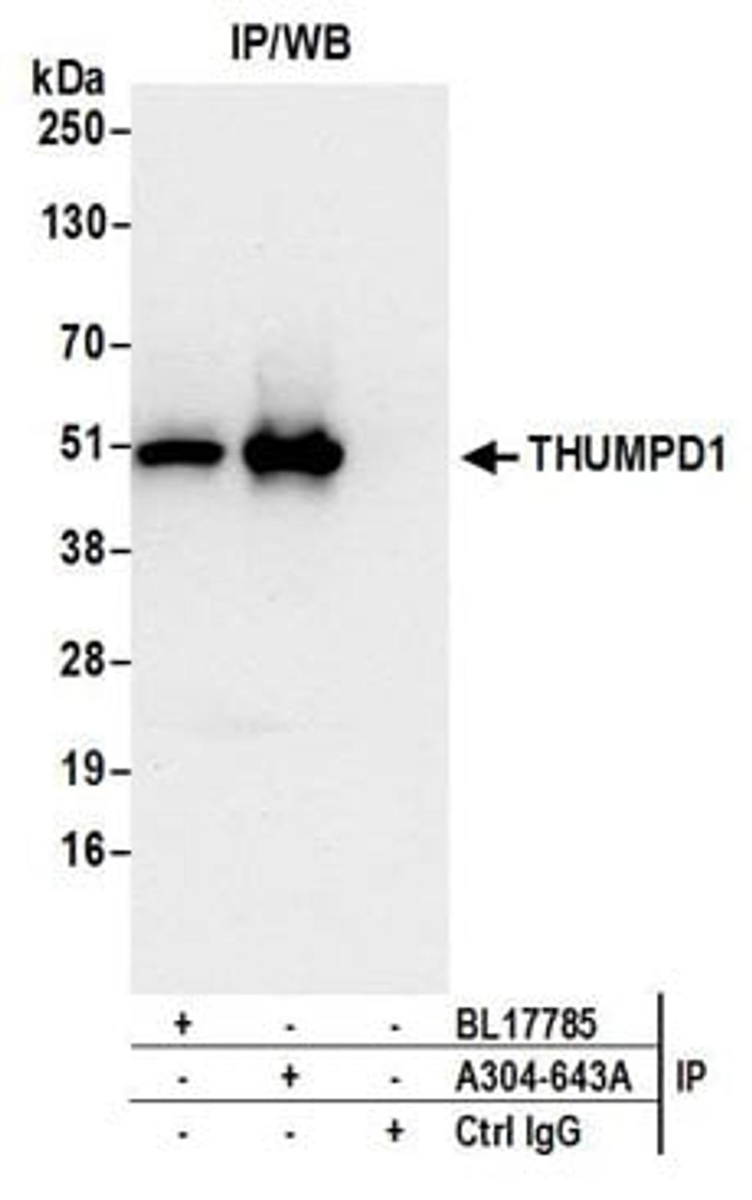 Detection of human THUMPD1 by western blot of immunoprecipitates.