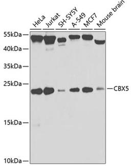 Western blot - CBX5 antibody (A12577)