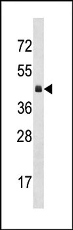 Western blot analysis of mouse heart tissue lysates (35ug/lane) using KLF12 (C-term) antibody