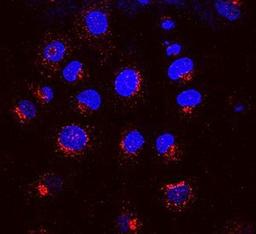 Confocal Immunofluorescence analysis of Merged picture of KR-10 (red) with DAPI (blue) in NRK cells using KDELR antibody