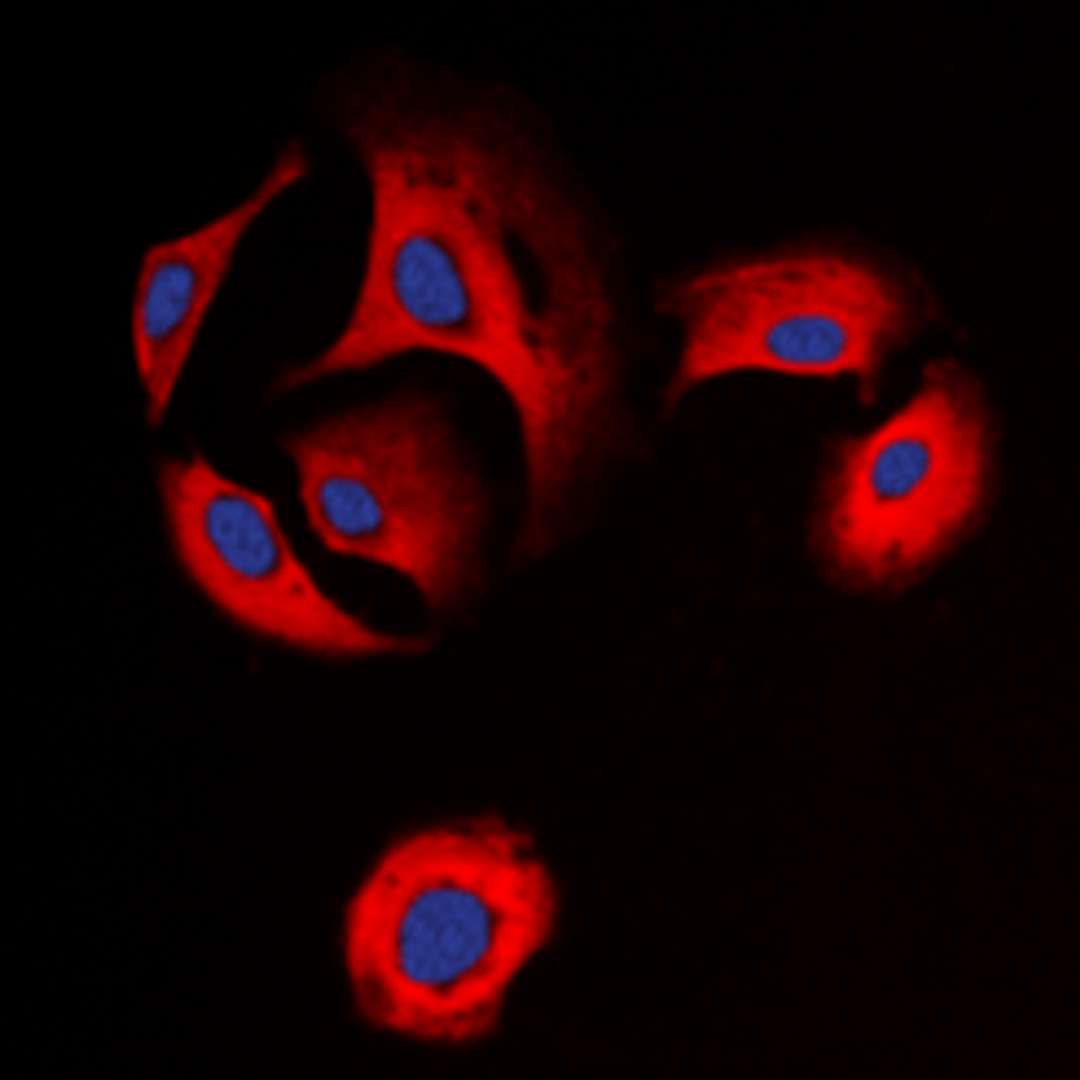 Immunofluorescence analysis of SKNSH cells using OPRD1 (Phospho-S363) antibody