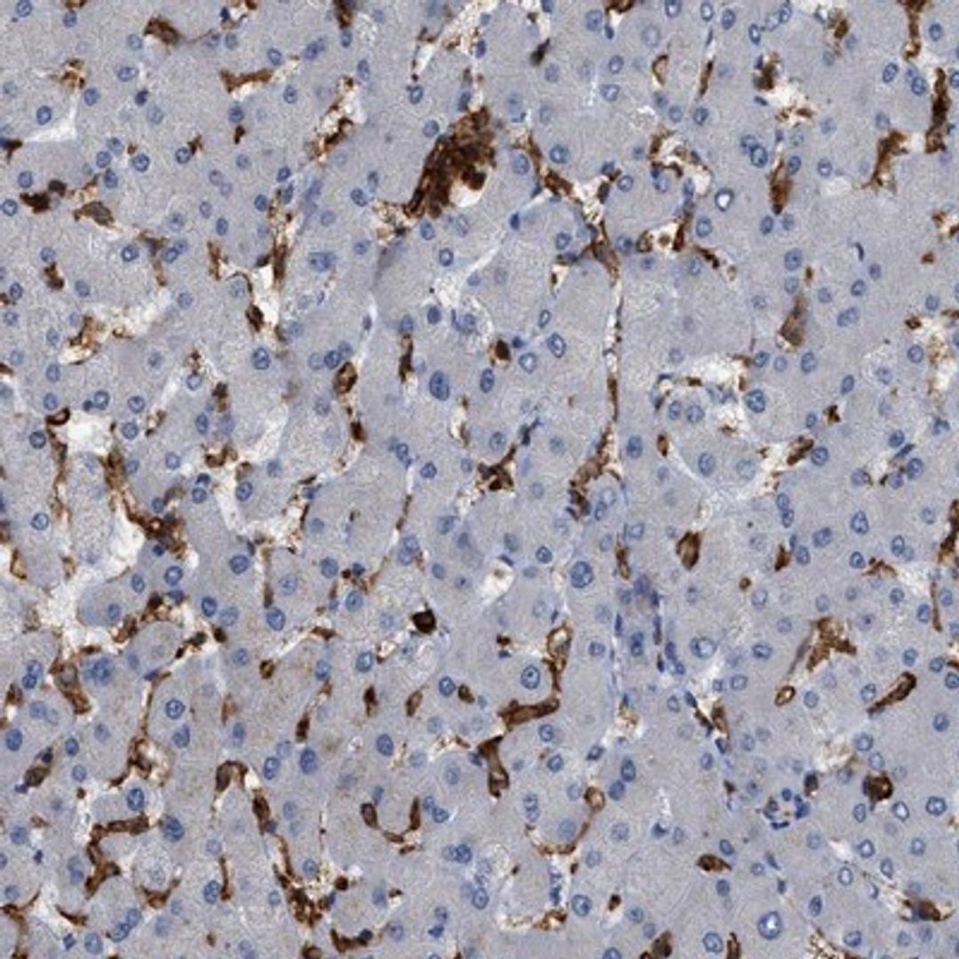 Immunohistochemistry-Paraffin: CD300A Antibody [NBP1-84431] - Staining of human liver shows strong cytoplasmic positivity in Kupffer cells.