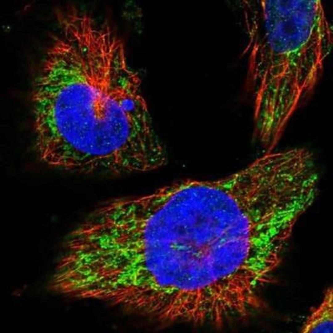 Immunofluorescence: MRPL38 Antibody [NBP1-81672] - Staining of human cell line U-251MG shows positivity in mitochondria.