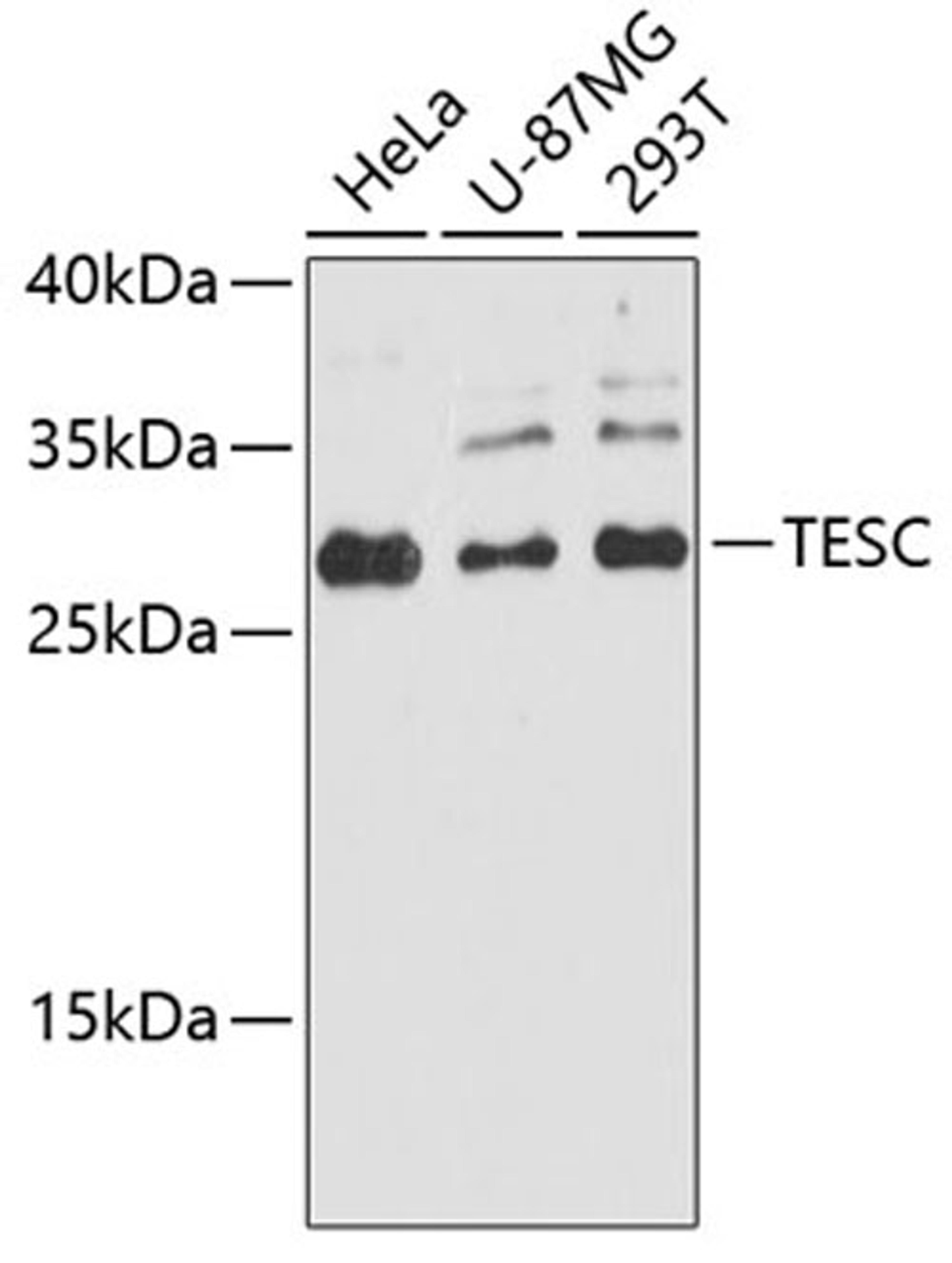 Western blot - TESC antibody (A8689)