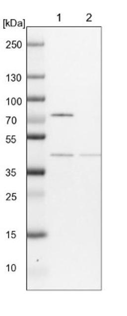 Western Blot: COPS4 Antibody [NBP1-85434] - Lane 1: NIH-3T3 cell lysate (Mouse embryonic fibroblast cells)<br/>Lane 2: NBT-II cell lysate (Rat Wistar bladder tumour cells)