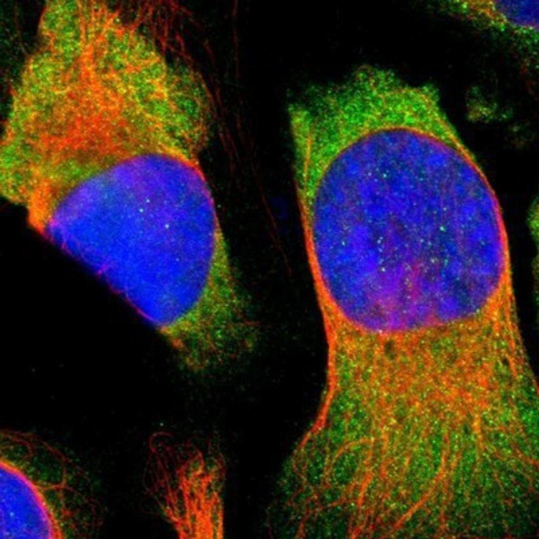 Immunocytochemistry/Immunofluorescence: NCAPH Antibody [NBP1-88345] - Staining of human cell line U-2 OS shows positivity in cytoplasm.