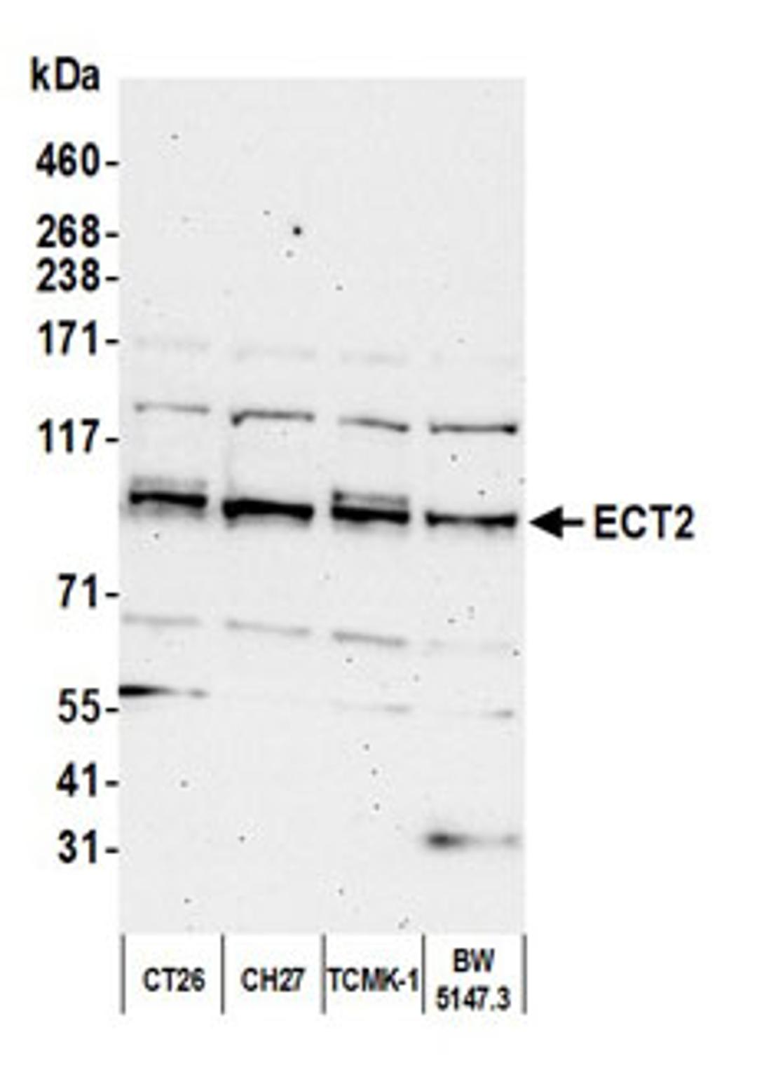 Detection of mouse ECT2 by western blot.