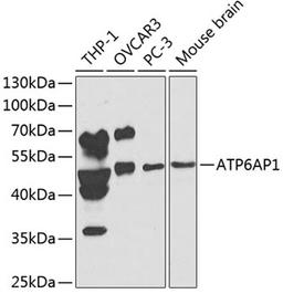 Western blot - ATP6AP1 antibody (A1209)