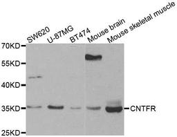 Western blot analysis of extracts of various cell lines using CNTFR antibody