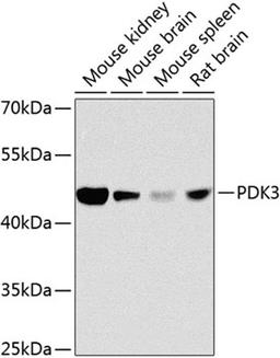 Western blot - PDK3 antibody (A8028)