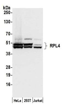 Detection of human RPL4 by western blot.