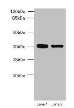 Western blot. All lanes: MGME1 antibody at 1ug/ml. Lane 1: Jurkat whole cell lysate. Lane 2: 293T whole cell lysate. Secondary. Goat polyclonal to rabbit IgG at 1/10000 dilution. Predicted band size: 39 kDa. Observed band size: 39 kDa.